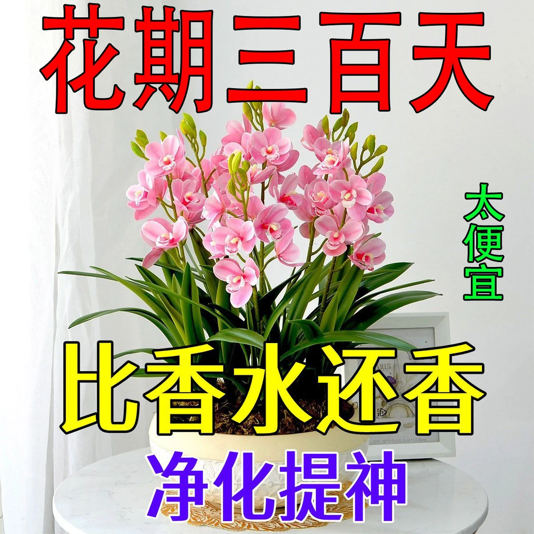 【秋冬季热卖】新品晚香玉球根驱蚊虫四季开花重瓣花浓香型花卉盆栽