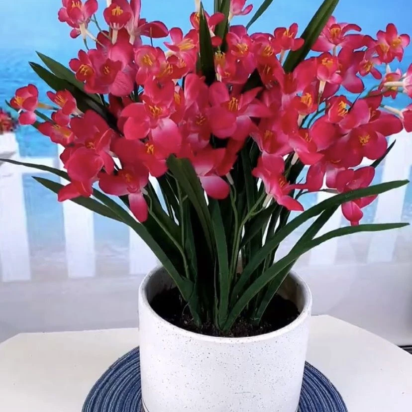 晚香玉水培浓香型纯多色多年生宿根庭院盆栽花卉多芽点新手易成活