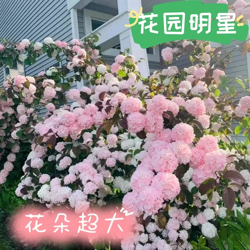 木本绣球树苗中华木绣球正宗大花斗球室内外庭院盆栽地栽耐寒花卉