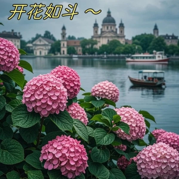 【开花机器】中华木绣球苗盆栽麻球别墅庭院地栽木本绣球花树苗耐寒