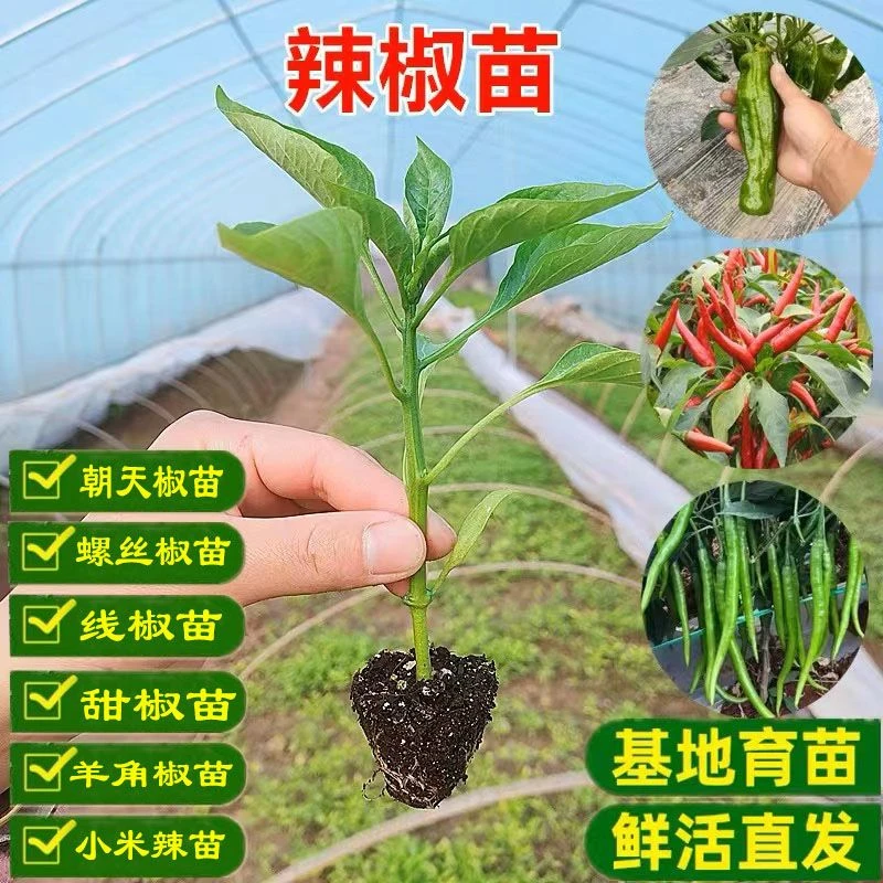 【各种辣椒苗】朝天椒长线薄皮小米辣春季阳台庭院菜地种植地栽盆栽