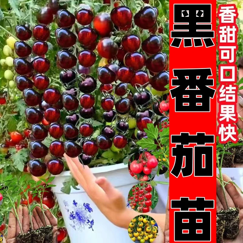 糖水炸弹黑番茄苗爆甜小圣女果西红柿水果四季阳台盆栽地栽易种植