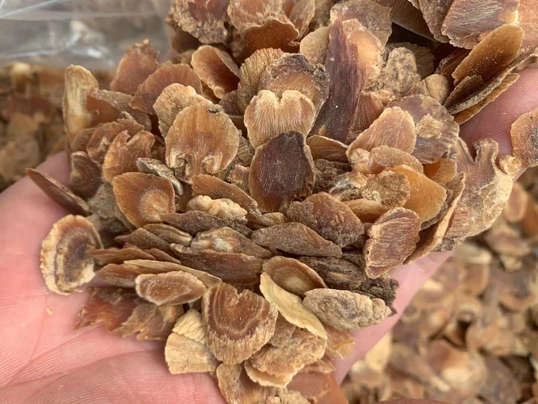 元初 高丽参头尾片小片