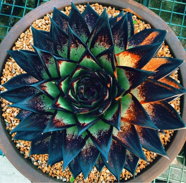 多肉直播精品冬云直播链接一物一拍阳台窗台楼顶景观