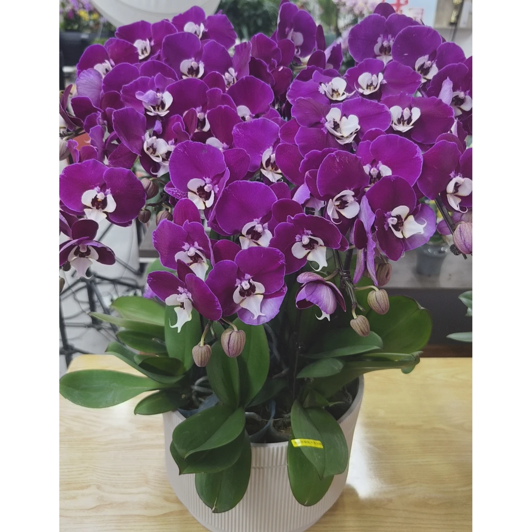 万博花卉米歇尔蝴蝶兰