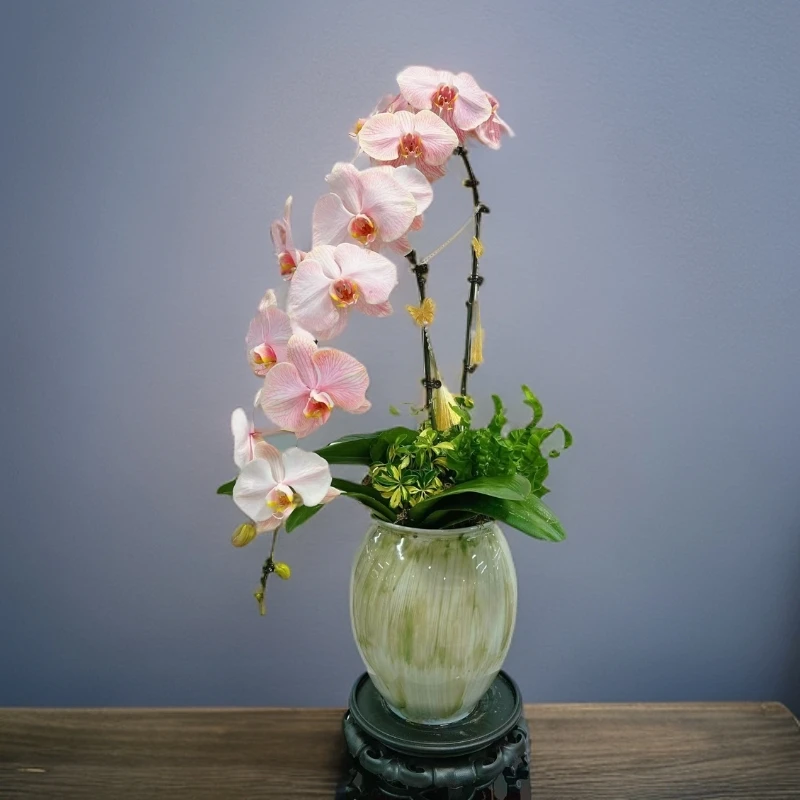 万博花卉马卡龙新品组盆