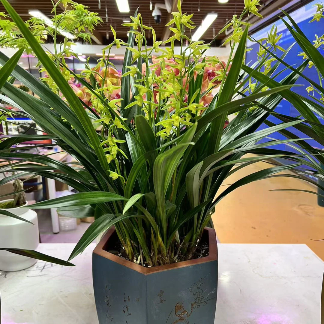 精品建兰盆栽组盆