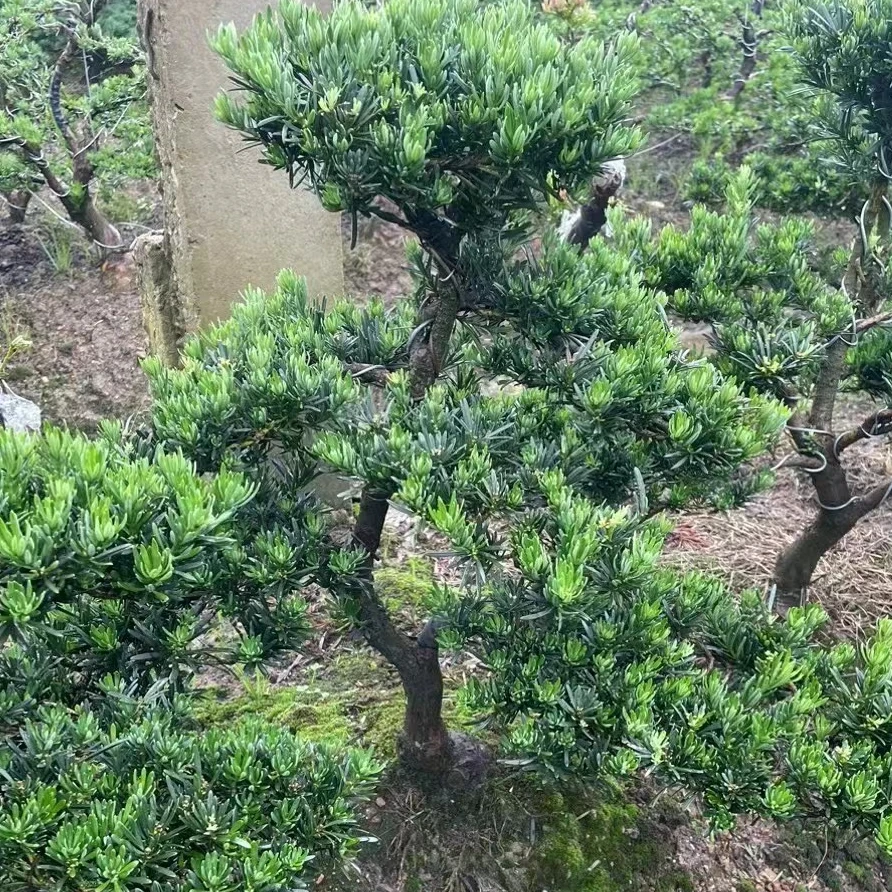 罗汉松室内外种植 庭院景观树