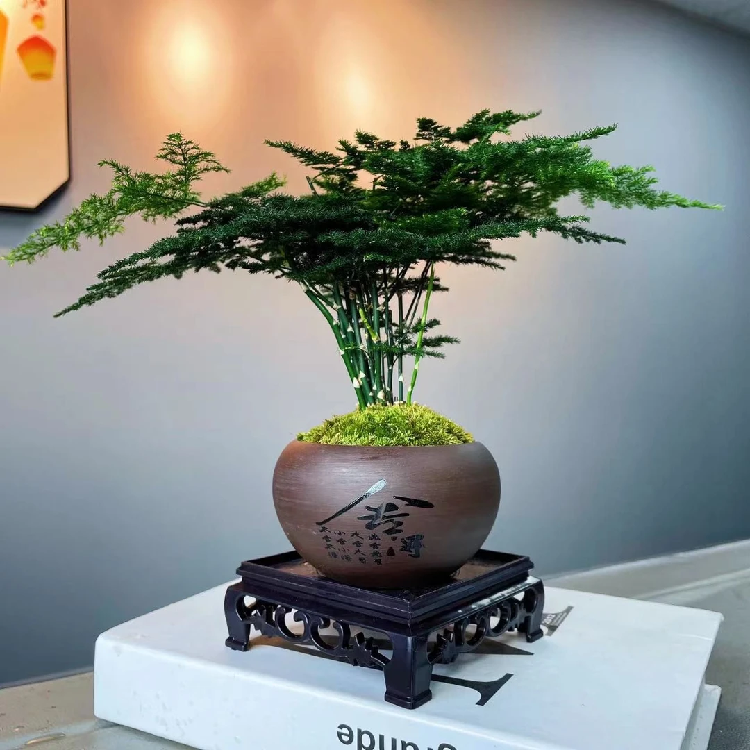 【优选】舍得文竹含盆加底座室内家居美化环境绿植花卉盆栽禅意中式