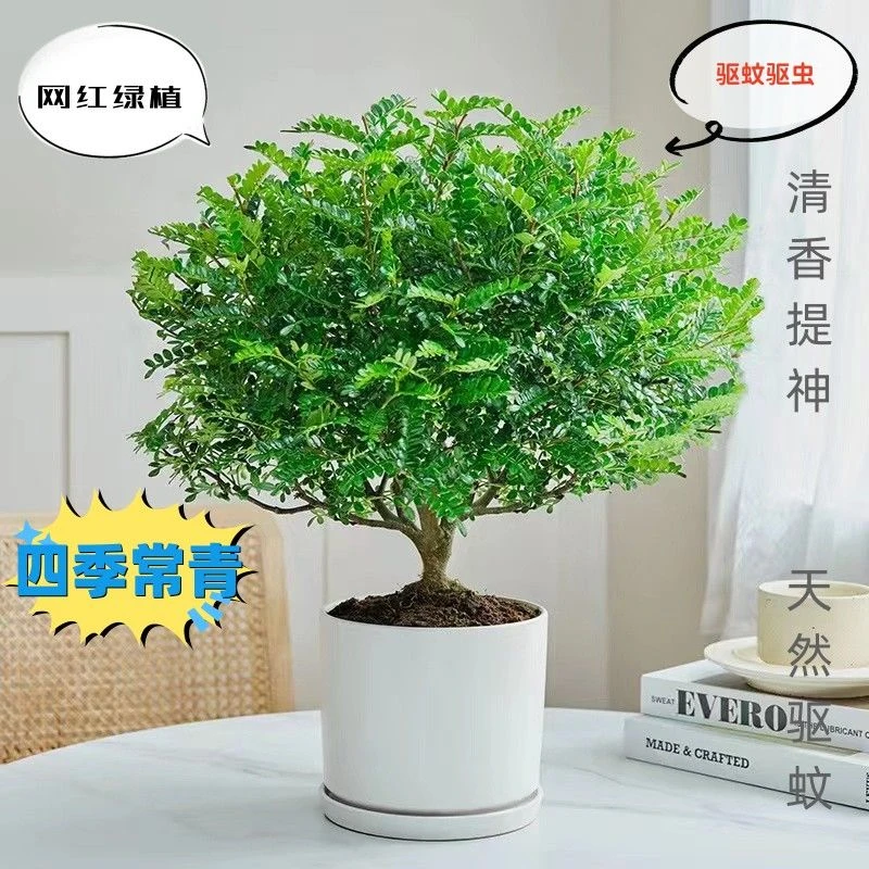 【驱蚊虫】清香木胡椒木盆栽植物盆景净化空气绿植花卉驱蚊草提神