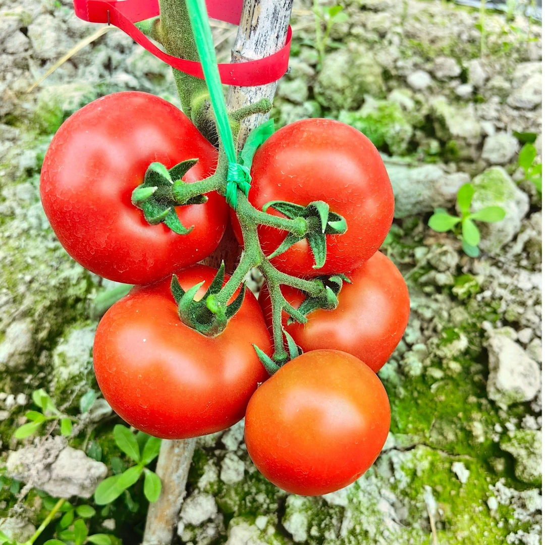 西红柿番茄种子串收小番茄绿色白色黄色小番茄露天春季蔬菜种子