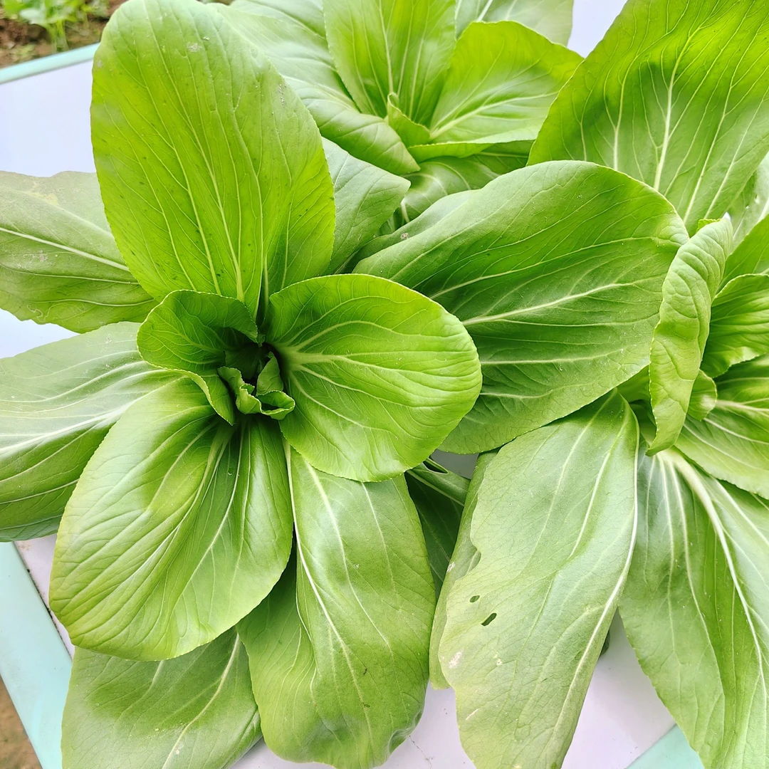 上海青种子耐热耐寒春秋青菜小油菜青梗菜蔬菜种子纤维少口感好