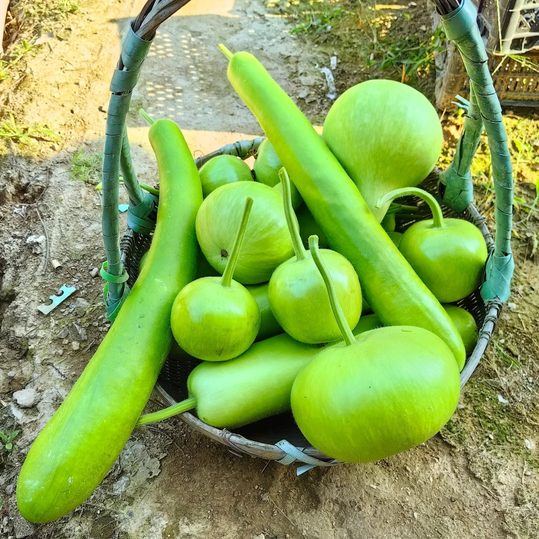 瓠瓜蒲瓜种子短瓠瓜长瓠瓜圆瓠瓜葫芦种籽春季露天阳台蔬菜种子