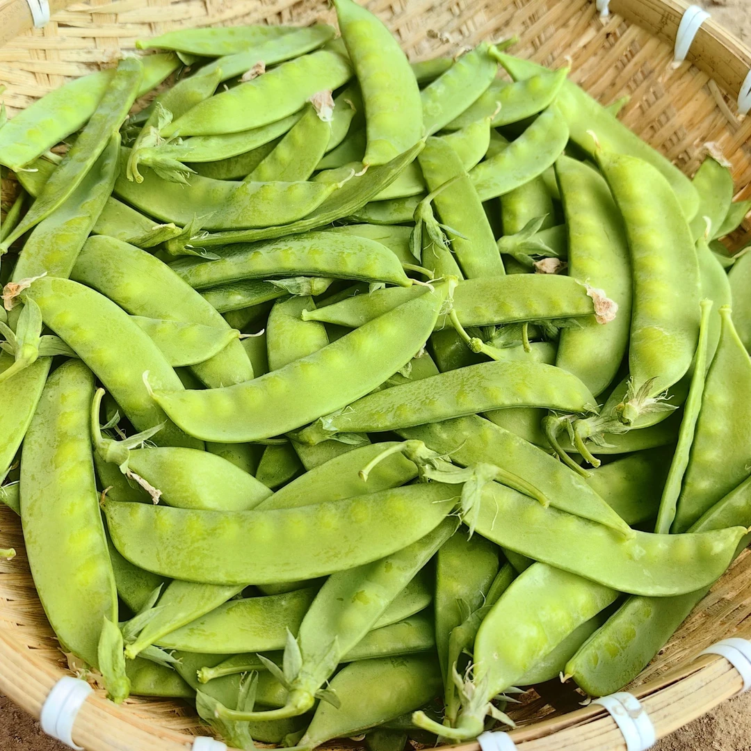 粉花荷兰豆种籽种子菜甜豌豆种碗豆种春秋露天种植连续基地孑种菜