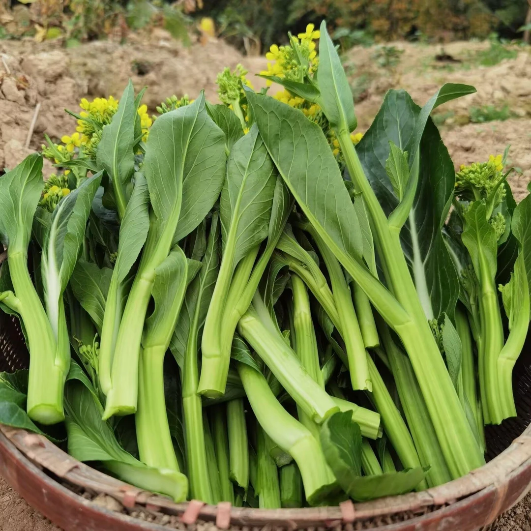 青菜苔种子菜薹秋冬季耐寒南方甜菜心种籽青菜籽庭院蔬菜菜种孑