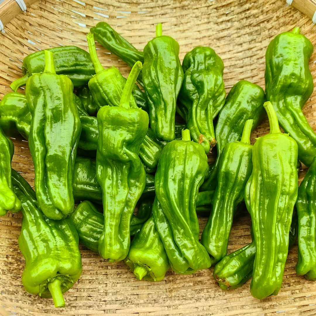 辣椒种子薄皮泡椒螺丝椒牛角辣杭椒朝天椒种子辣椒种籽种食用家庭