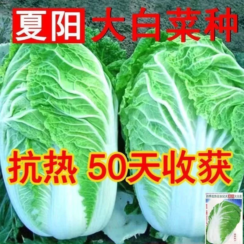 夏阳大白菜种子  夏季专用白菜籽50天早熟抗热耐高温蔬菜种子阳台