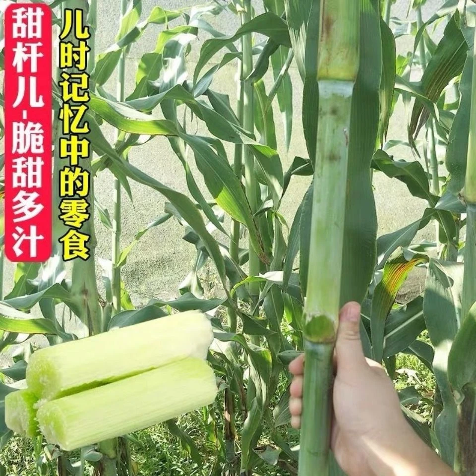 甜杆甜柑种子北方甘蔗种子高粱种子高糖度甜菜园蔬阳台