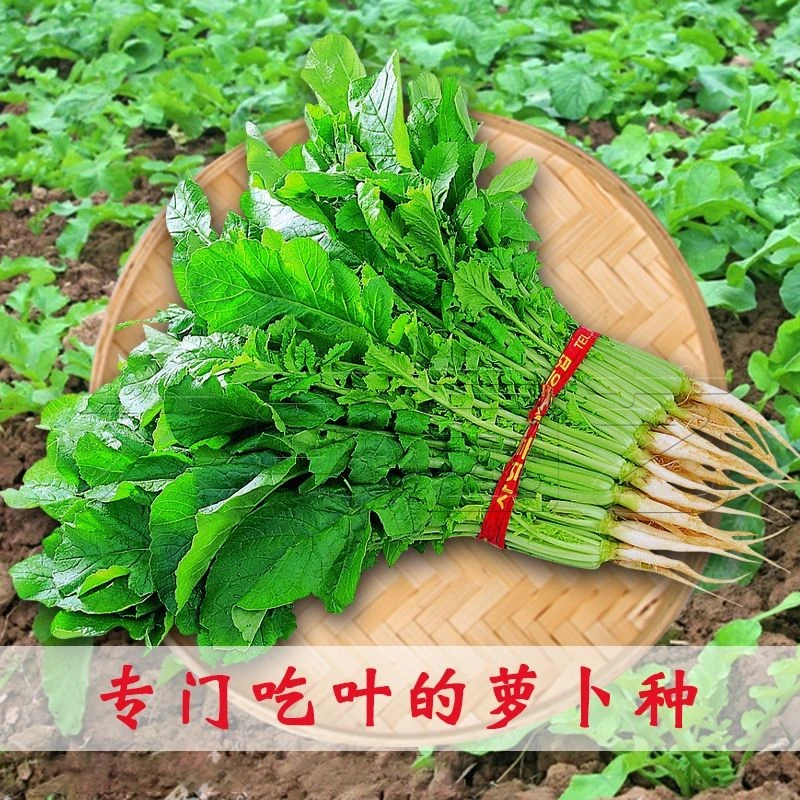 苗用萝卜种子小青菜萝卜苗专用种春季四季播阳台蔬菜种孑萝卜阳台