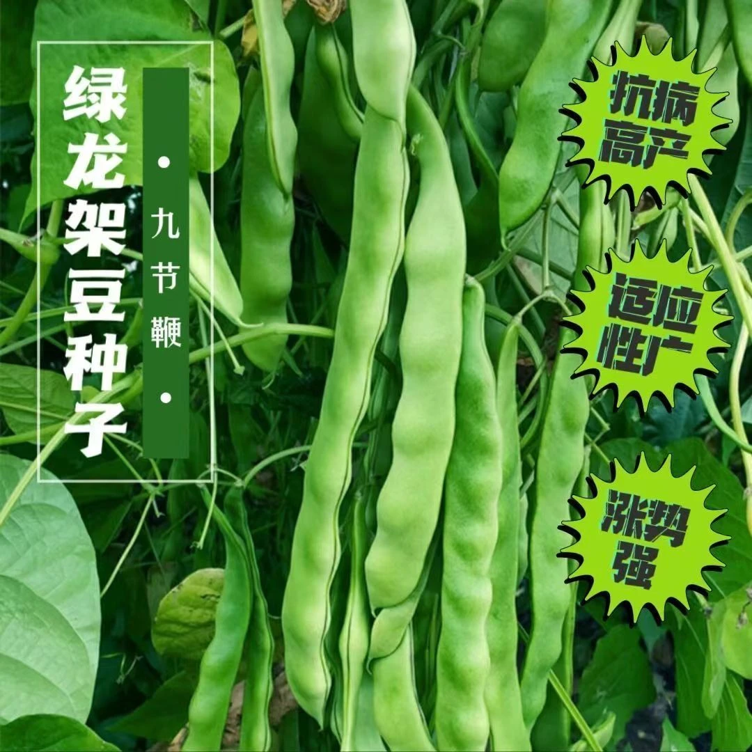 绿龙架豆种子宽扁豆角种籽大田基地架豆角籽抗病高产蔬菜种子阳台