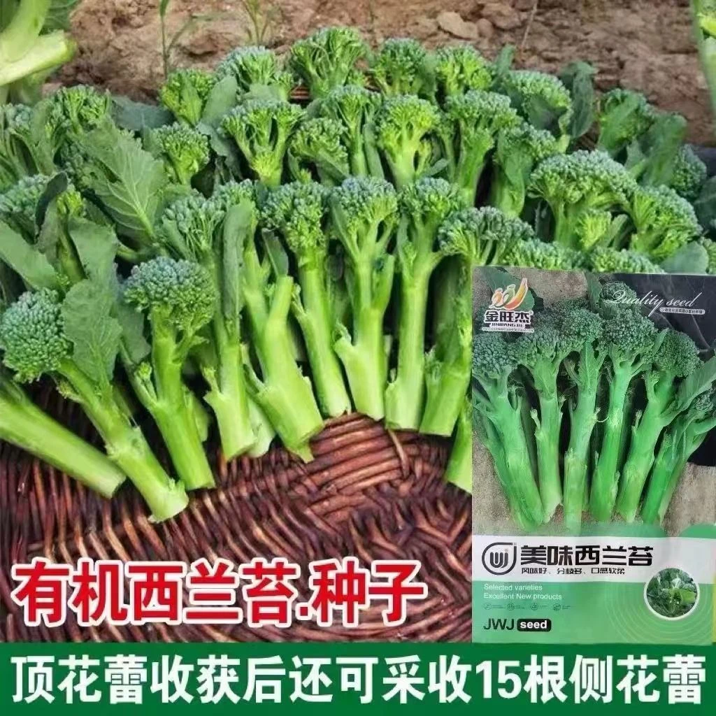 西兰苔花菜绿西兰花菜苔四季种植阳台室内盆栽植物种子青花