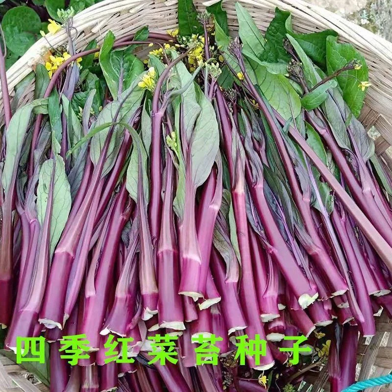 【苞出芽】红菜苔种子绿薹心紫菜籽田园四季春秋冬季农新手简单夏季