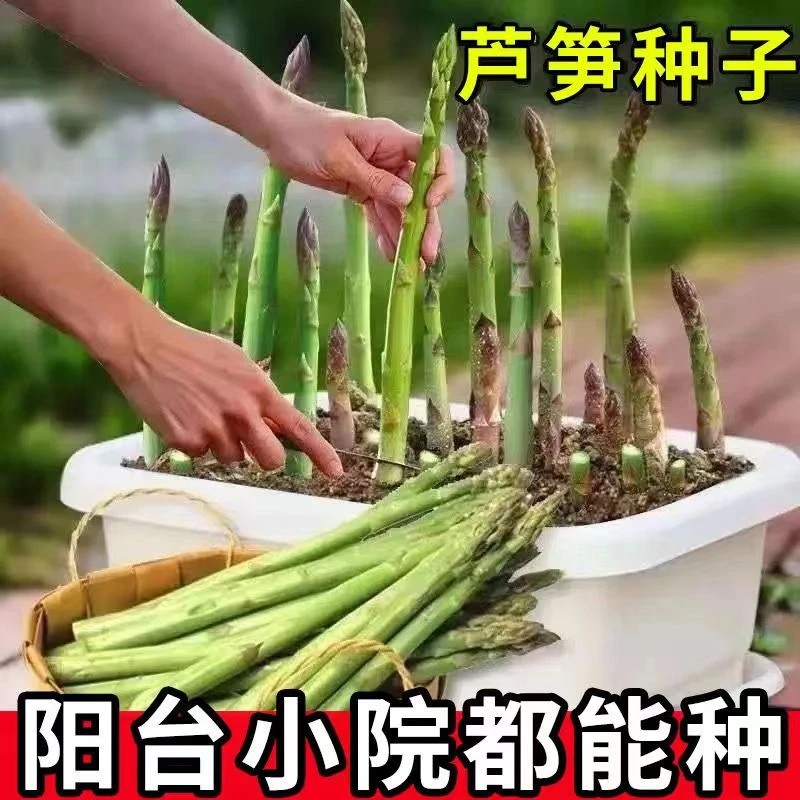【苞对版】绿芦笋种子龙须菜种籽进口蔬菜种子世界名菜可耐寒秋种