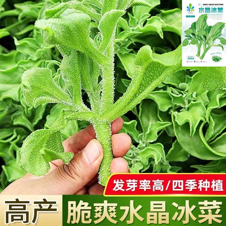 水晶冰菜种子蔬菜种植冰草冰晶四季阳台盆栽种子耐阳台