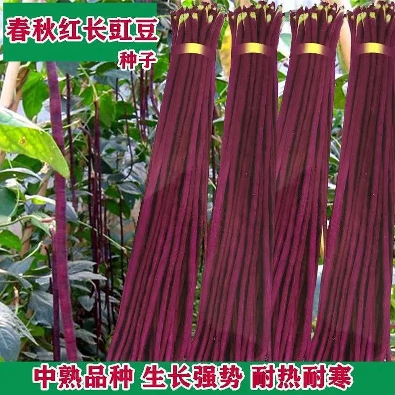 【春秋种植】四季高产耐热耐寒春秋不搭架红长豇豆四季阳台