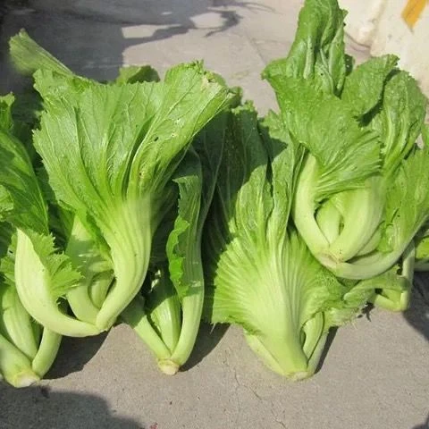 宽帮青菜种子腌渍泡菜酸菜腌菜四川芥菜大叶春播阳台