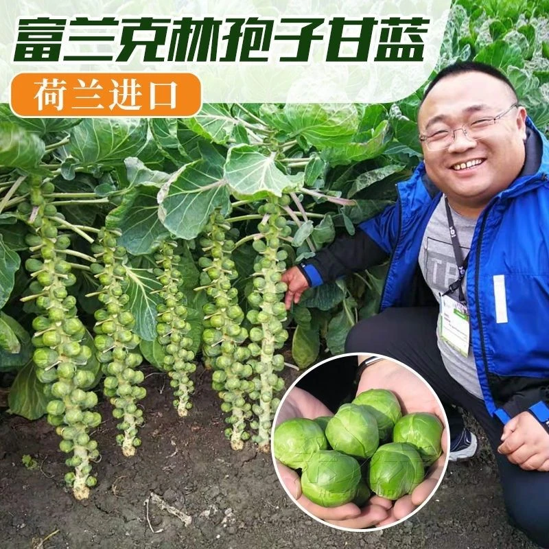 当季爆品新种孢子甘蓝菜种籽包心菜抱子甘兰小型芽球包心菜种子四