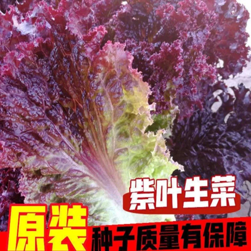 菜籽紫生菜种子紫色生菜种籽紫叶盆栽阳台四季生菜阳台