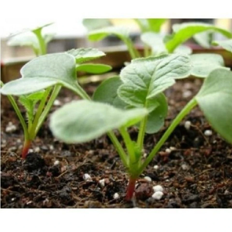 四季速生七天可吃萝卜苗萝卜菜娃娃菜种子阳台水培菜阳台