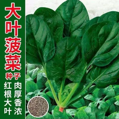 【苞出芽】大叶菠菜种子四季蔬菜秋冬籽种阳台种籽耐热新手简单种植