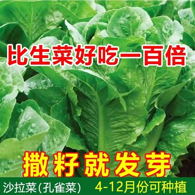 【四季种植】孔雀菜种子罗马生菜种孑四季沙菜园蔬阳台