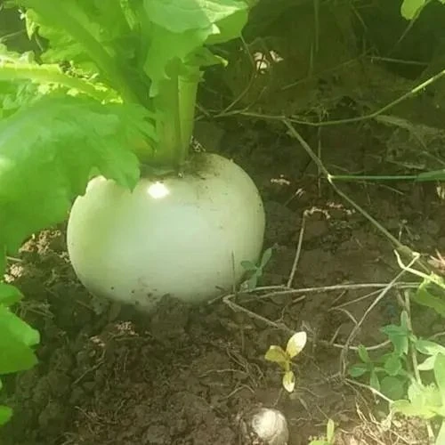韩雪萝卜种子春不老萝卜种子圆萝卜种子白萝卜种子阳台