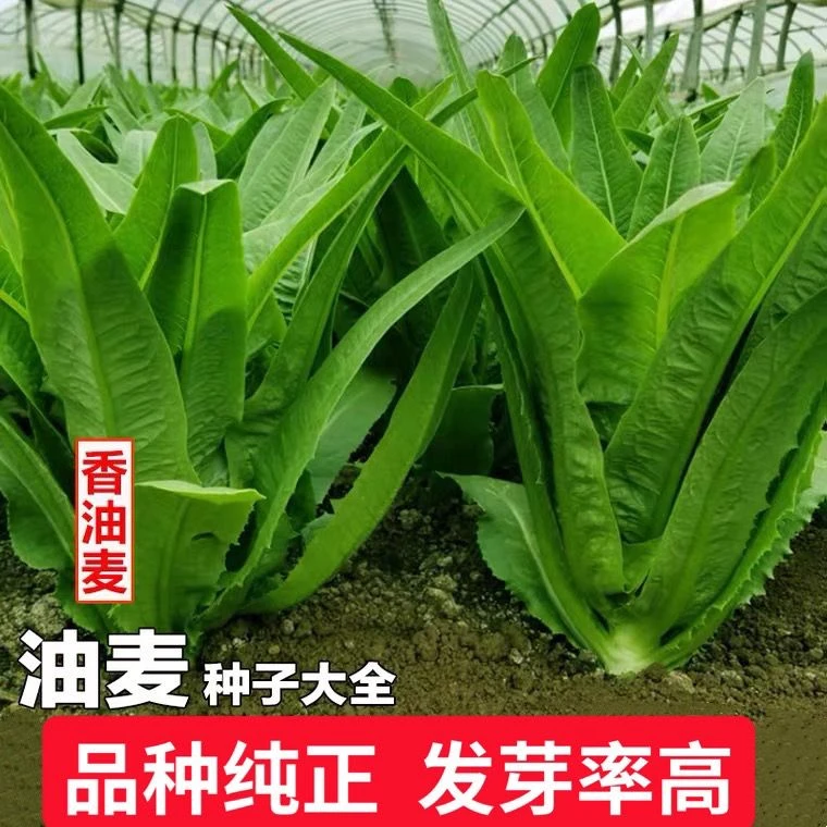 油麦菜种子清香无斑油麦菜菜籽四季播种阳台庭院种阳台