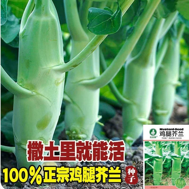 【鸡腿芥兰种子】早中熟芥蓝种子耐热耐寒营养高钙生吃四季播阳台