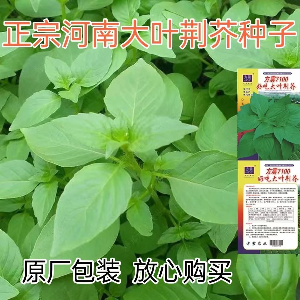 【苞出芽】河南大叶荆芥种子荆芥菜种籽菜籽蔬菜种子四新手简单