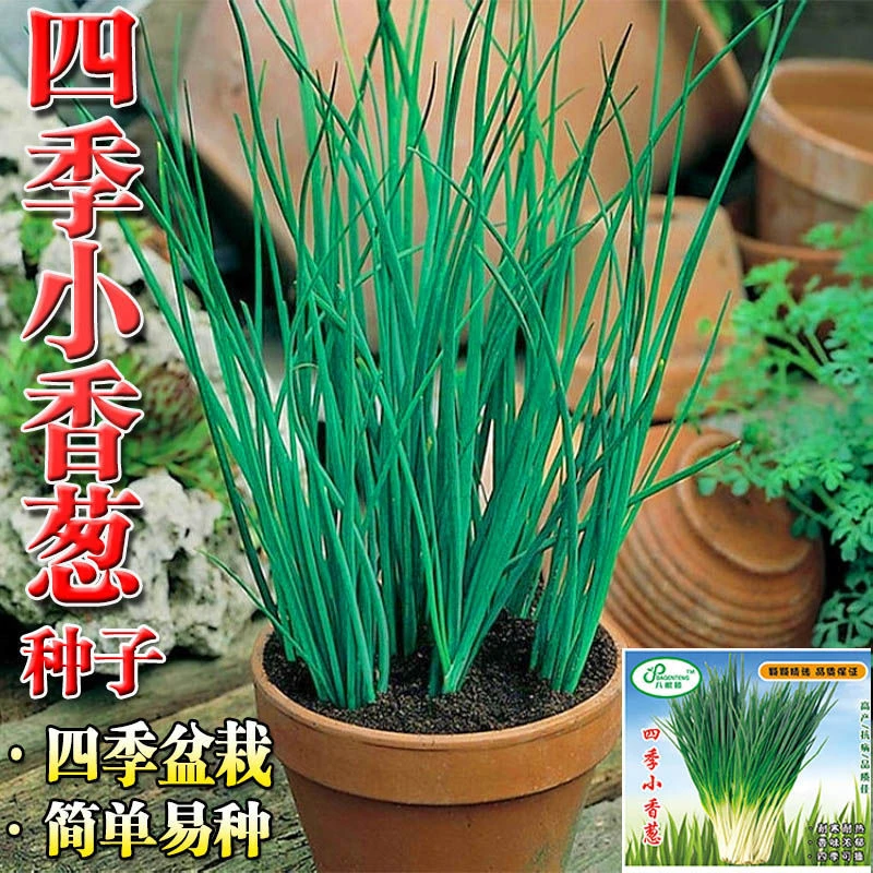四季小香葱种子阳台室内花盆栽易种植蔬菜种子庭院阳台