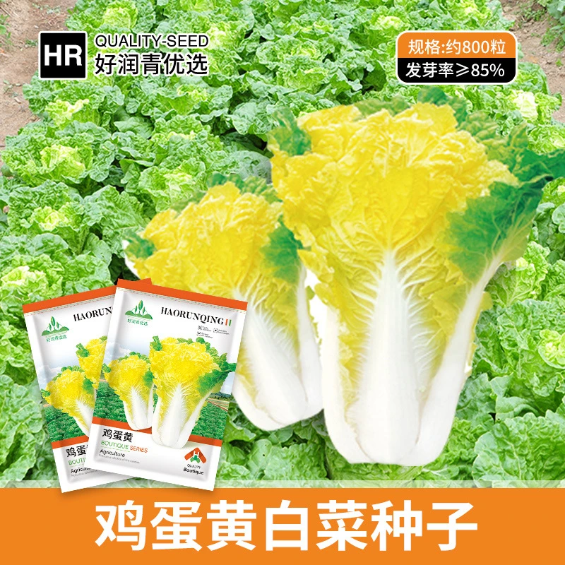 鸡蛋黄白菜种子秋季蔬菜黄心大白菜种耐寒秋菜园蔬阳台