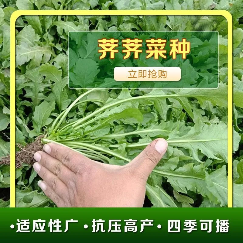 野生荠荠菜种子农家四季大叶春野菜种籽食用菜园蔬阳台