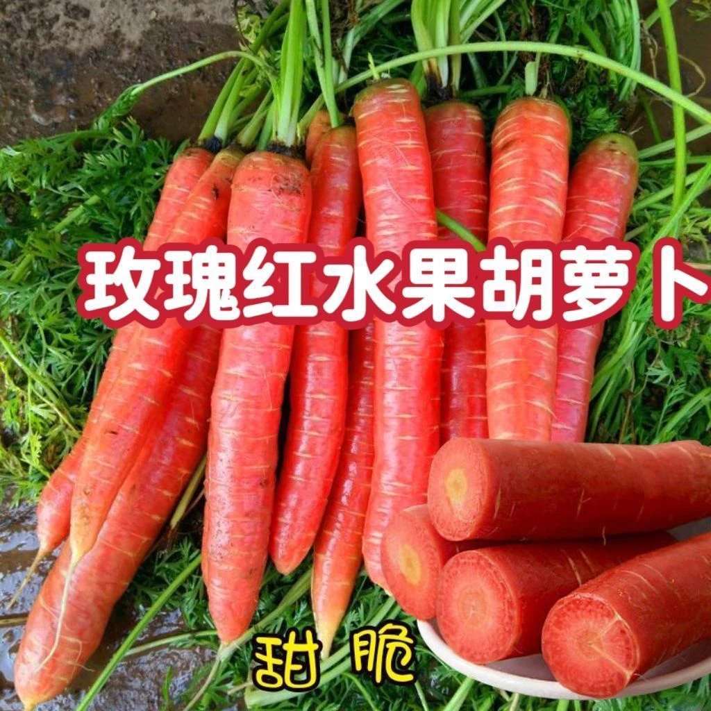 玫瑰红胡萝卜种子透心红水果胡萝卜籽生吃甜脆耐热耐阳台