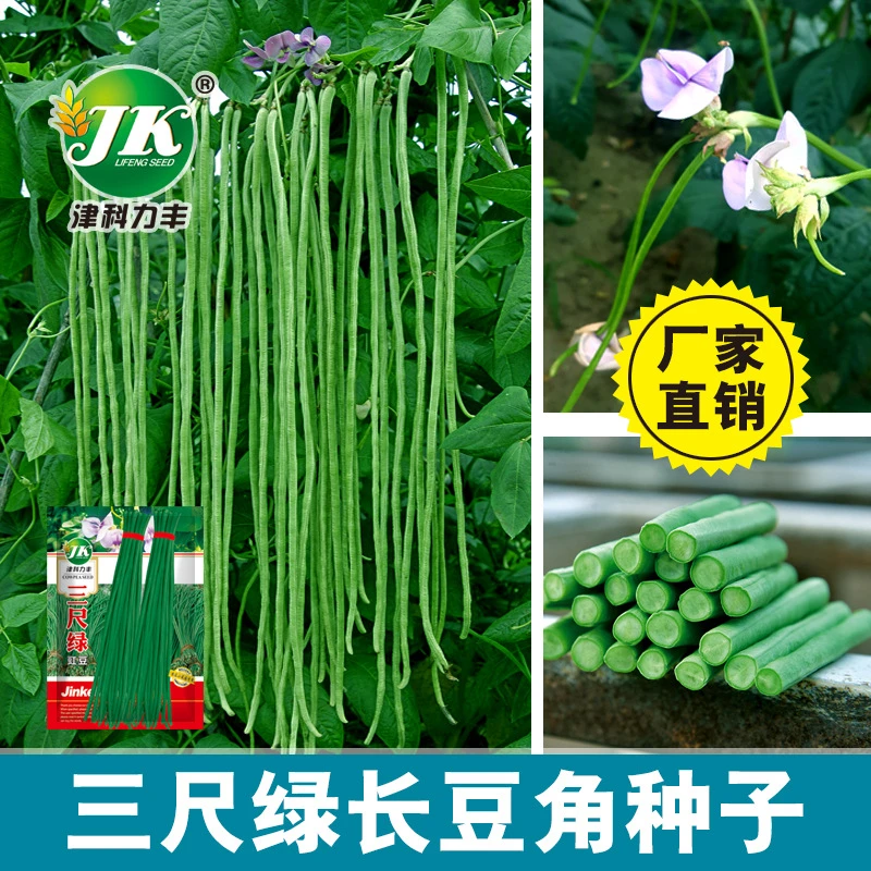【四季种植】三尺绿长豆角种子老品种黑绿色豇豆种籽深绿色长豆春