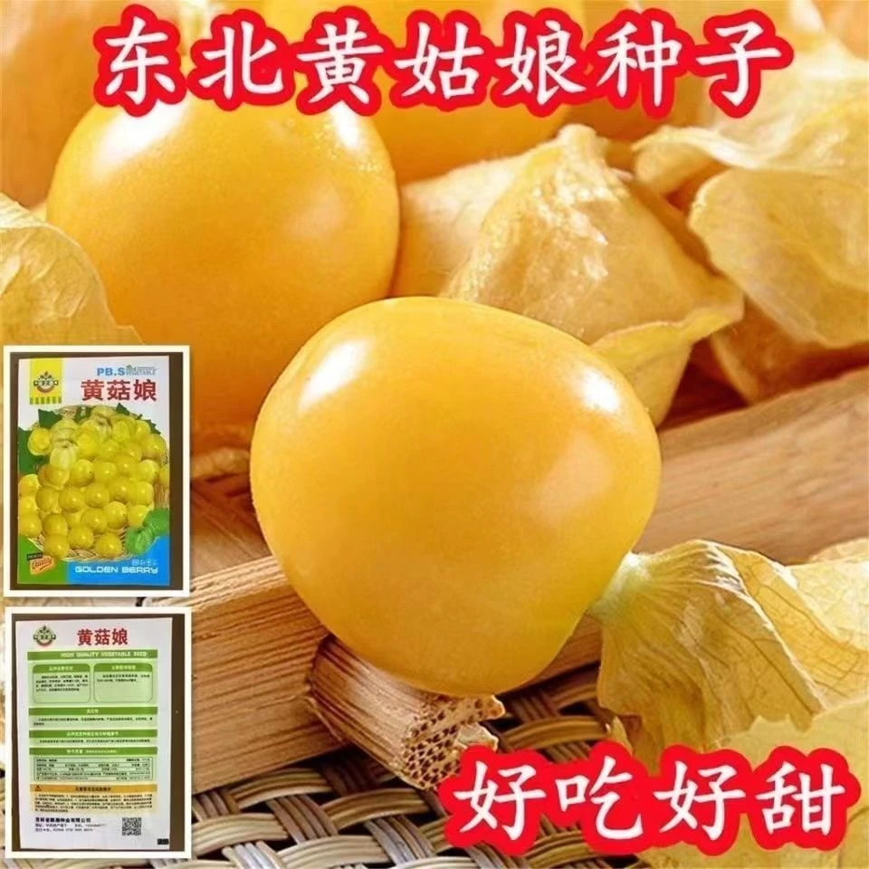 东北黄姑娘果红灯笼果红姑娘水果种子盆栽种植多年阳台