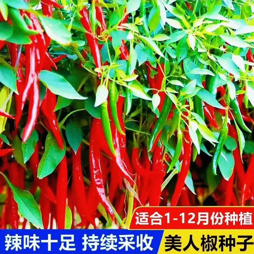【美人椒种子】香辣美人椒种子摘不败干鲜辣椒两用四季春季阳台盆栽