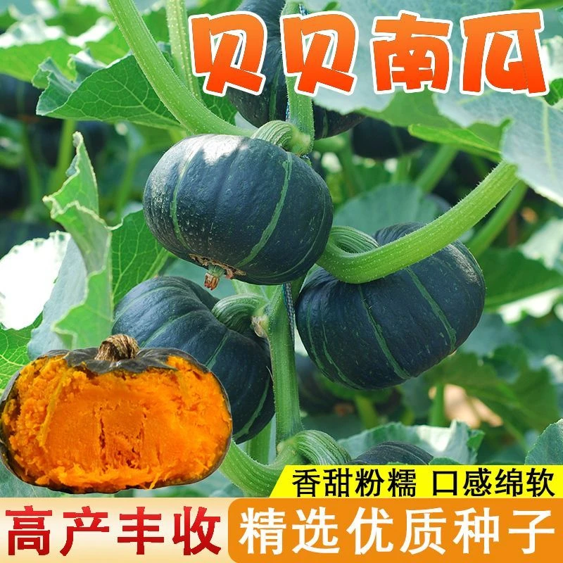 绿贝贝南瓜种籽板栗味黄贝贝小南瓜种子软糯香菜园阳台