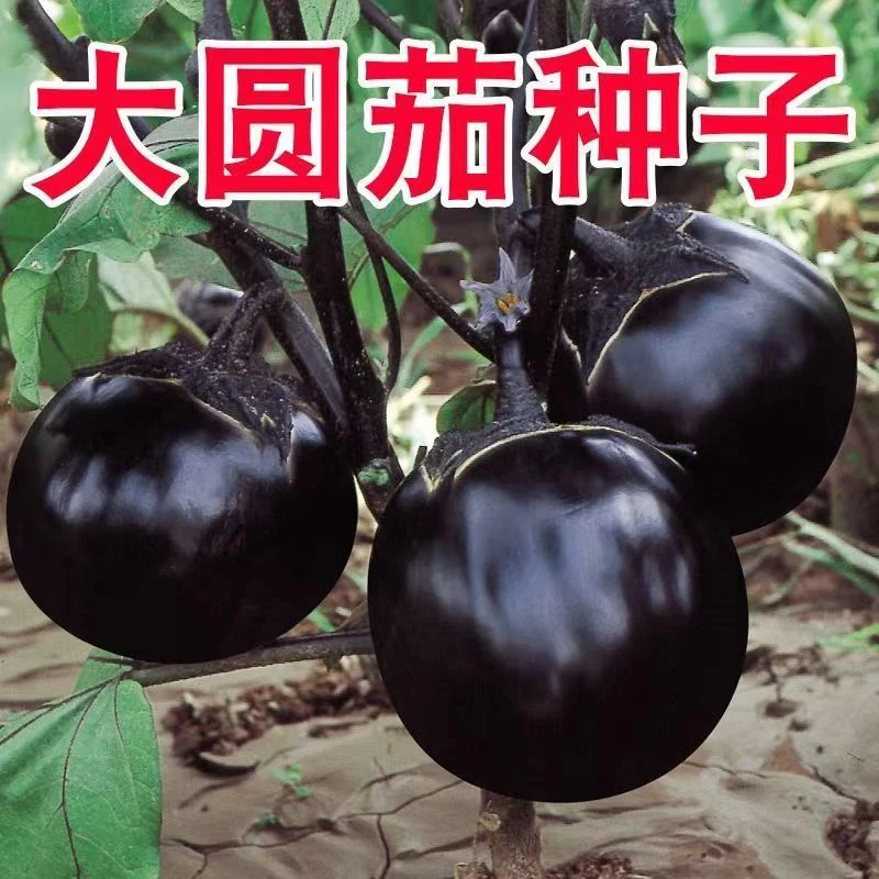 圆茄子籽种特大紫黑圆茄长茄种籽春夏播四季菜园蔬阳台