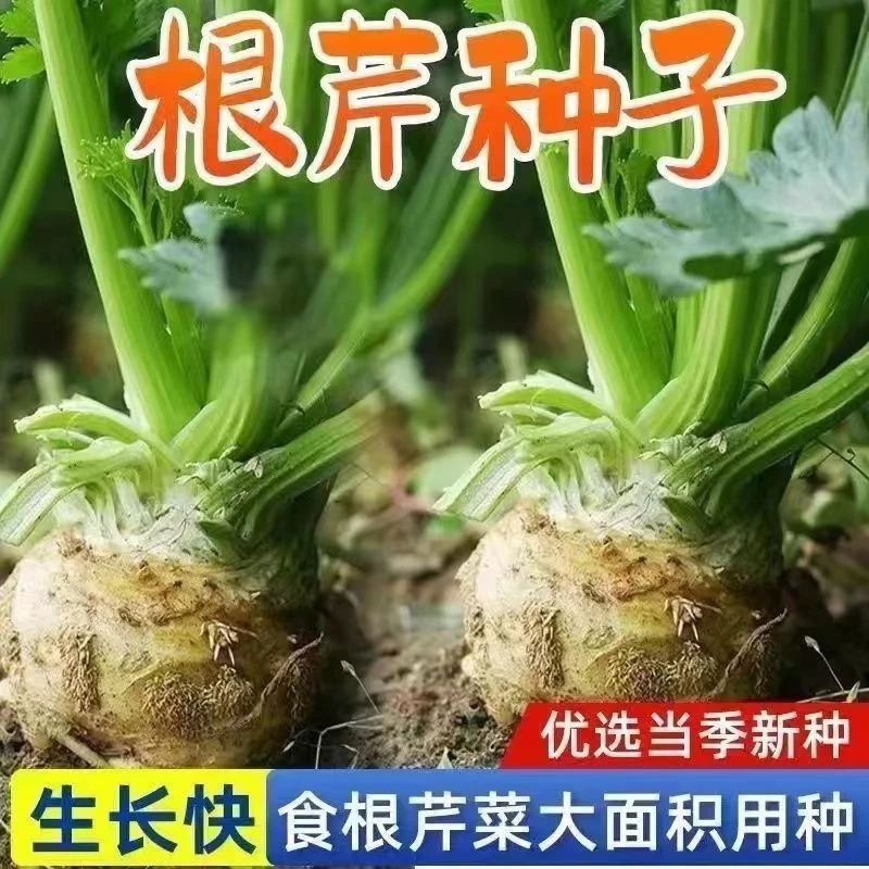 正宗地中海根芹种子四季洋芹芹菜泡沫箱种植阳台