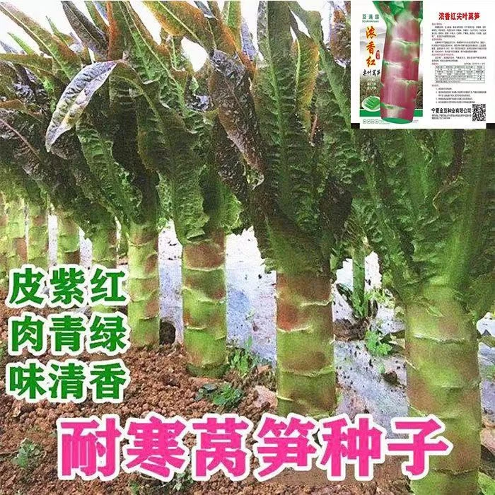 耐热夏季莴笋种子迎夏尖叶莴苣种籽 青笋夏孔菜园蔬阳台